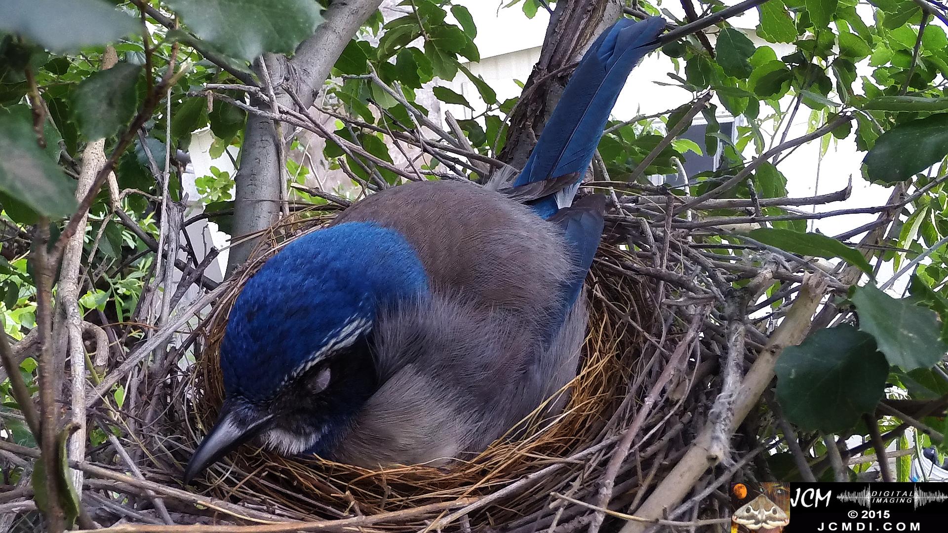 Scrub Jay female on nest snoozing
